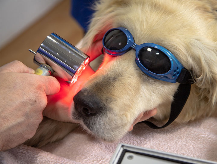 Laser Therapy for Dogs